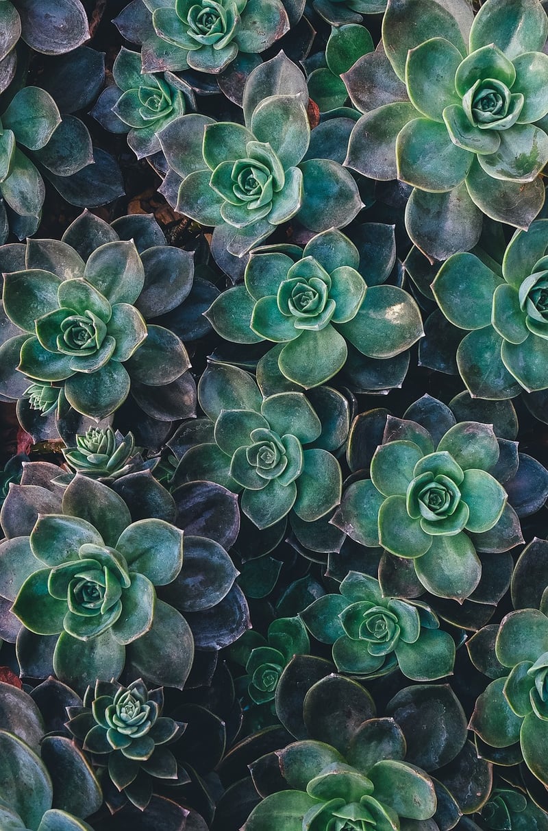 Succulent Tower